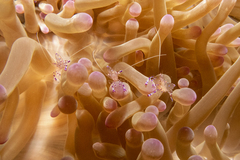 Ancylomenes sarasvati