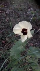 Hibiscus surattensis