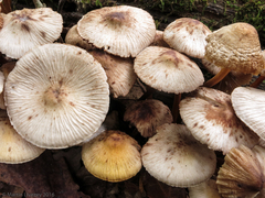 Mycena galericulata