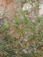 Solanum virginianum