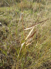 Phragmites australis