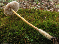 Mycena galericulata