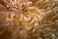 Ancylomenes sarasvati