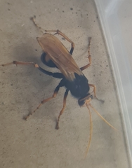 Cryptocheilus bicolor