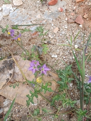Solanum virginianum
