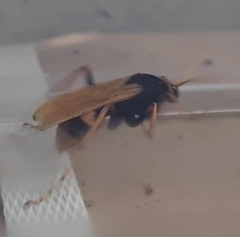 Cryptocheilus bicolor