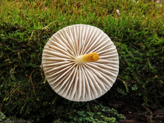 Mycena galericulata
