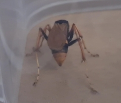 Cryptocheilus bicolor