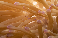 Ancylomenes sarasvati