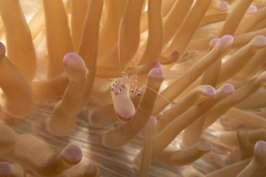 Ancylomenes sarasvati