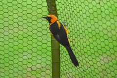 Icterus auricapillus