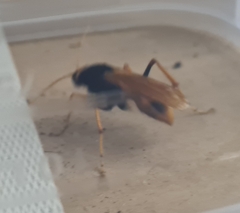 Cryptocheilus bicolor