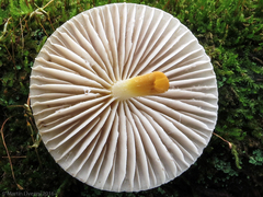 Mycena galericulata
