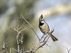 Baeolophus wollweberi