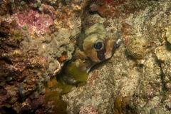Diodon liturosus