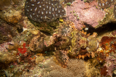 Scorpaenidae