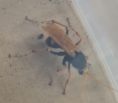 Cryptocheilus bicolor