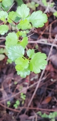 Ribes speciosum