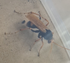 Cryptocheilus bicolor