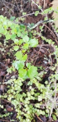 Ribes speciosum