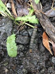 Phalaenoides tristifica