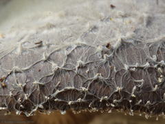 Hohenbuehelia mastrucata