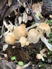 Coprinellus impatiens