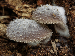Hohenbuehelia mastrucata