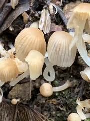 Coprinellus impatiens