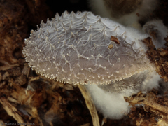 Hohenbuehelia mastrucata