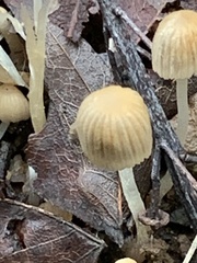 Coprinellus impatiens