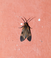 Dycladia