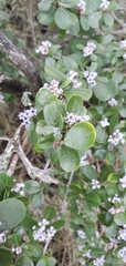 Ceanothus cuneatus