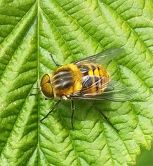 Scaptia