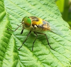 Scaptia