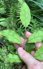Brachyglottis myrianthos