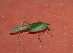 Anaulacomera