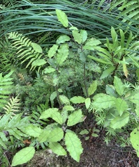 Brachyglottis myrianthos