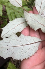 Brachyglottis myrianthos