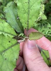 Brachyglottis myrianthos