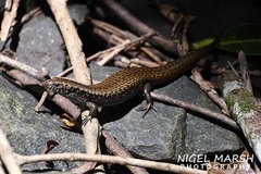 Silvascincus murrayi