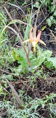 Aquilegia eximia