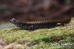 Silvascincus murrayi