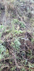 Aquilegia eximia