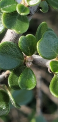 Ceanothus cuneatus
