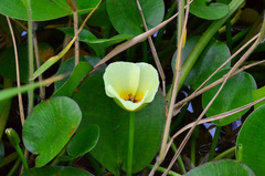 Hydrocleys nymphoides