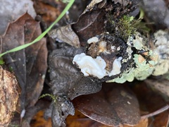 Myxarium nucleatum