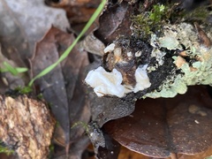 Myxarium nucleatum