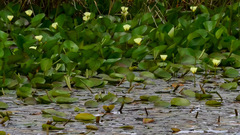 Hydrocleys nymphoides