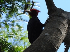 Campephilus leucopogon